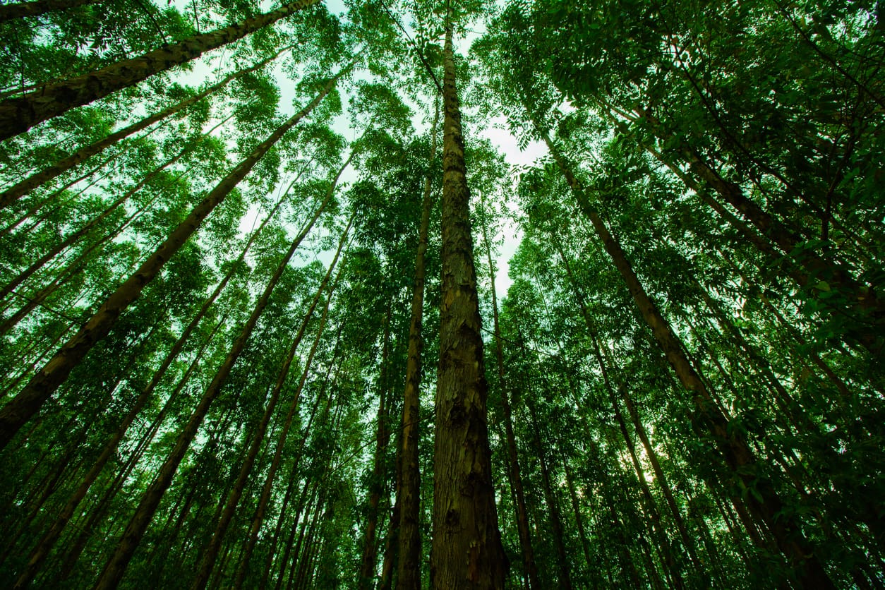Como o setor florestal pode mitigar os efeitos das mudanças climáticas