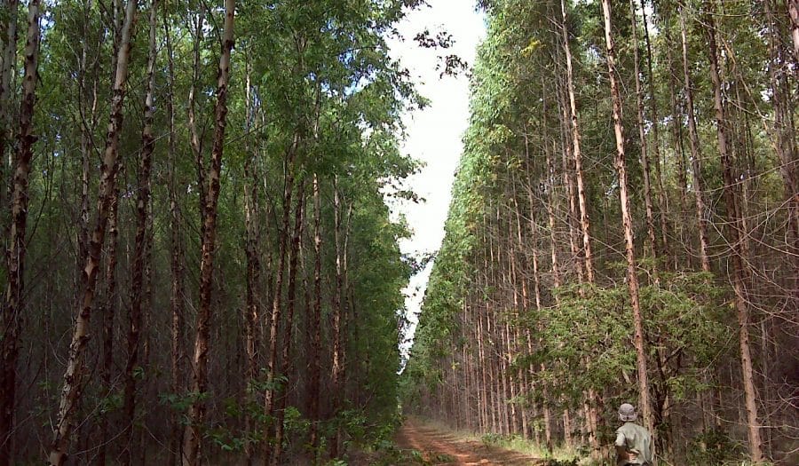 Consultoria Florestal: Qual a sua Importância?