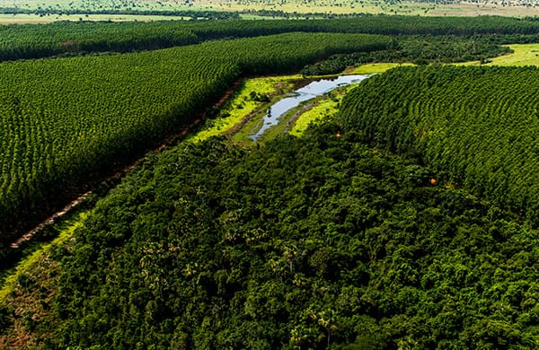Florestas nativas em empresas de florestas plantadas